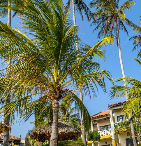 coconut palms silhouettes trees © Emoji Smileys People