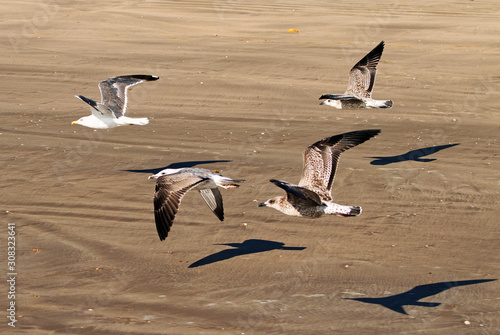Möwen im Flug
