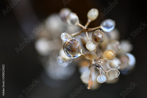 pearl necklace on black background
