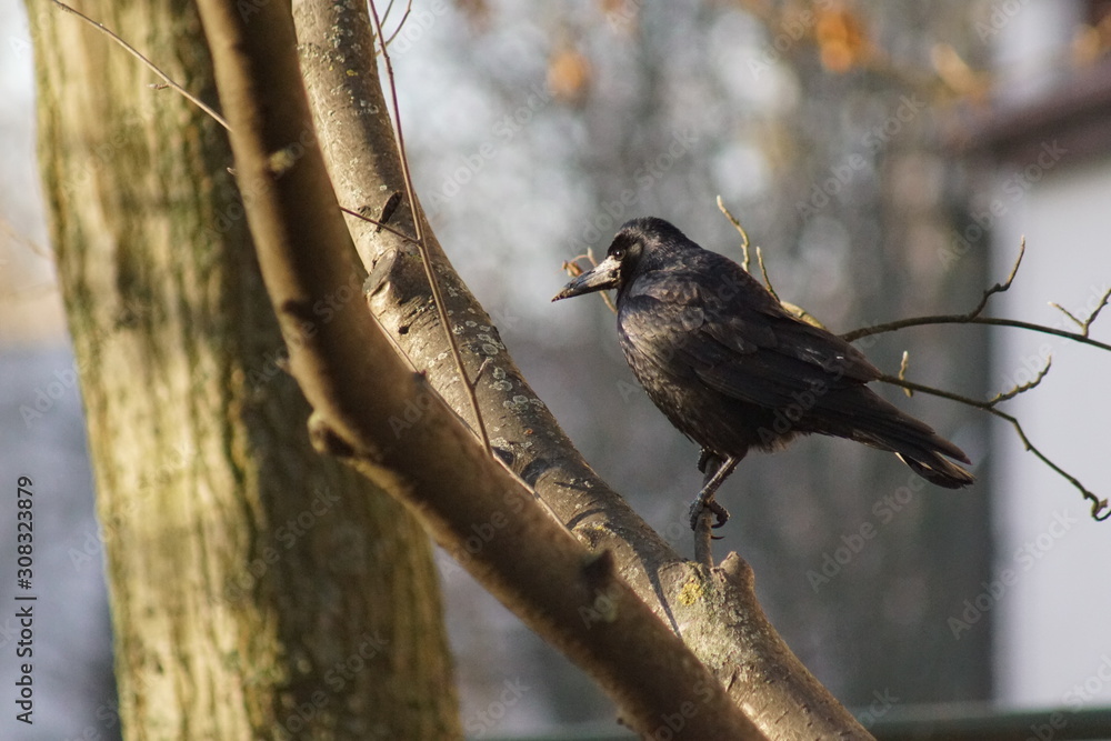 Ulydighed depositum Skraldespand Kruk ,ptak ,krukowate ,ptak na drzewie ,czarny ptak Stock Photo | Adobe  Stock