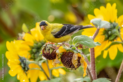 Photography American Goldfinch Eating Sunflower Seeds