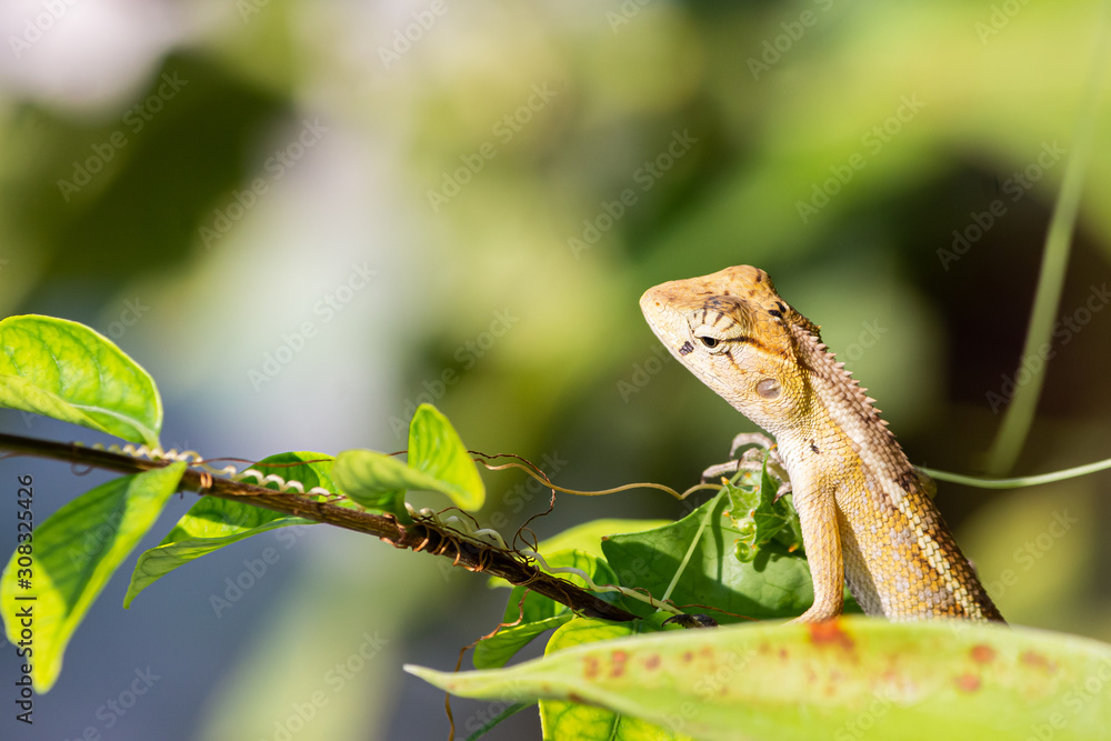 Wildlife chameleon on tree in nature Wildlife chameleon on tree in nature