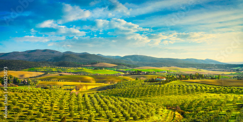 Maremma countryside panorama and olive trees on sunset. Casale Marittimo, Pisa, Tuscany Italy © stevanzz