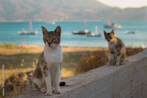 Cats sitting in front of boats in a harbor in Milos, Greece