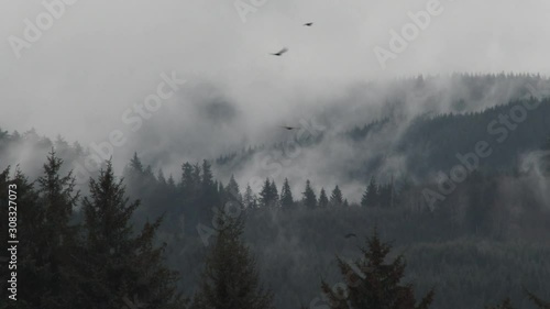 Birds Fly Across Stormy Forest Below