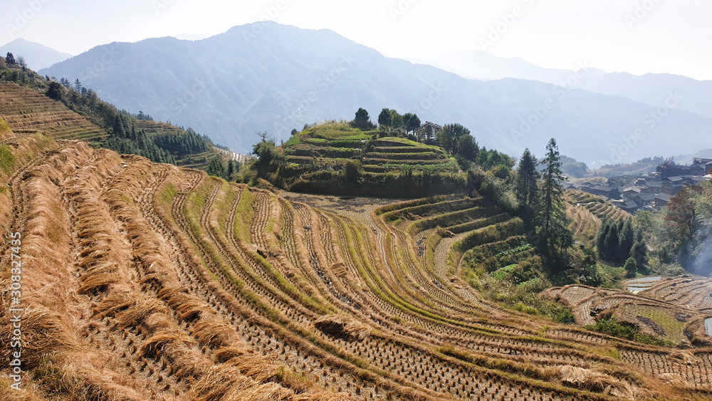 The scenery wavy Longsheng Rice Terraces after harvest - North Guillin, Guangxi Province, China