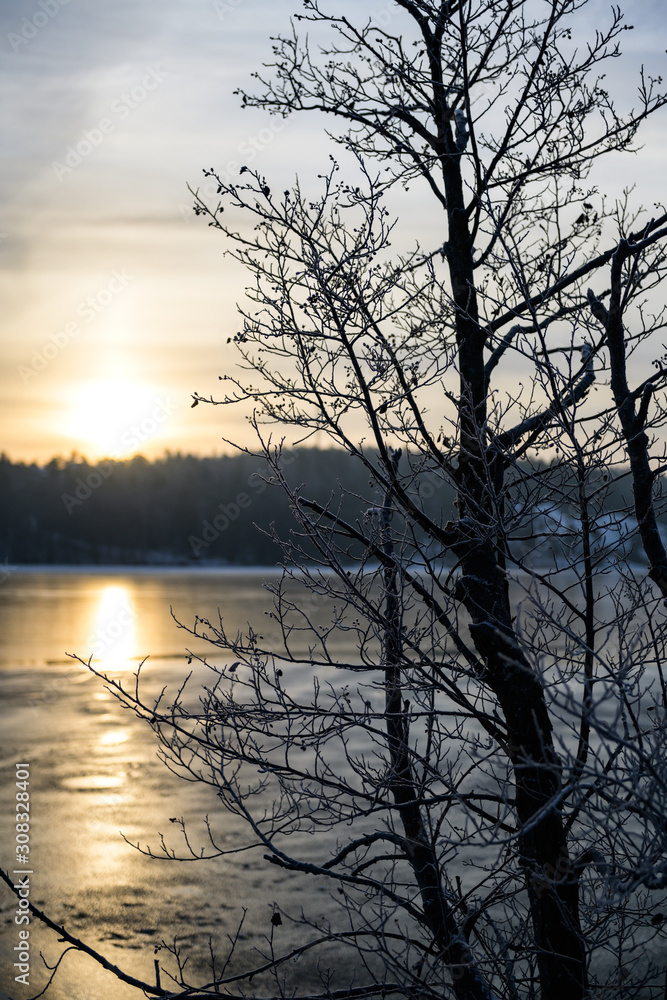 sea ice and tree