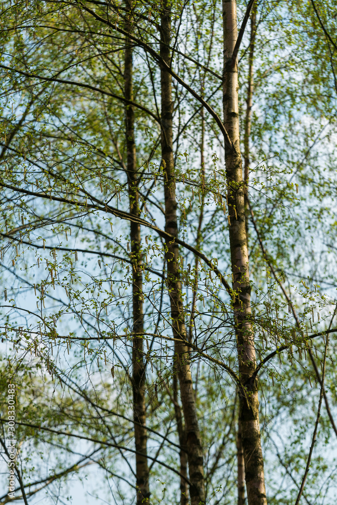 Birch trees growing in mixed forest near Ellecom in The Netherlands. Birch trees growing in mixed forest near Ellecom in The Netherlands.