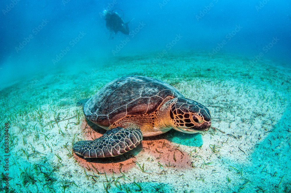 Fototapeta premium Turtle at Kas, Turkey