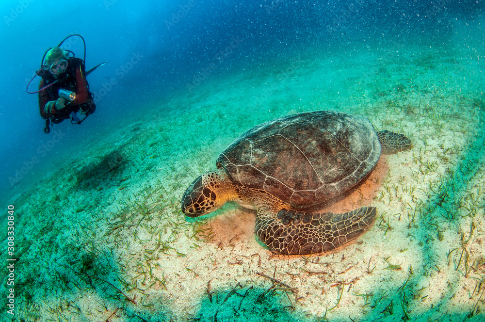 Naklejka premium Turtle at Kas, Turkey