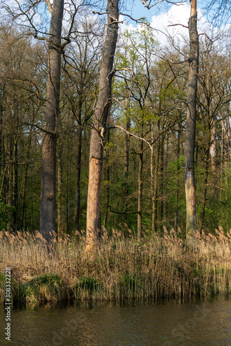 Trees along canal in Kasteel Middachten in De Steeg  The Netherlands