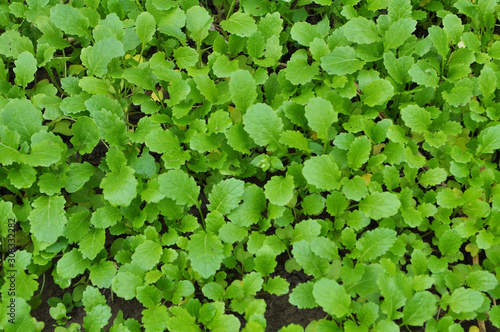 Mustard sprouts grown for organic fertilizer