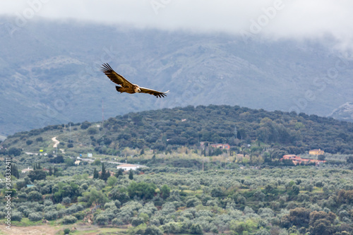 Griffon Vulture over Ronda Valley Spain