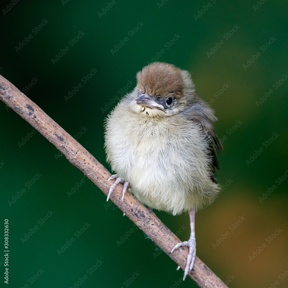 Baby sales black cap