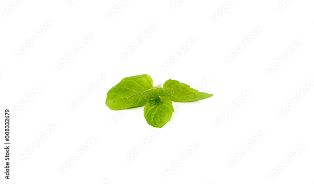 Mint on a white background. The concept of using herbs and spices at home. Mint on a white background. The concept of using herbs and spices at home.
