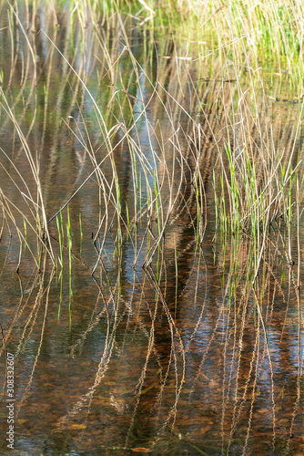 Reed along canal Middachten castle in The Netherlands © Fons