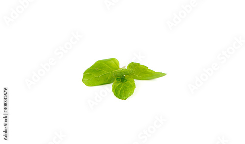 Mint on a white background. The concept of using herbs and spices at home.