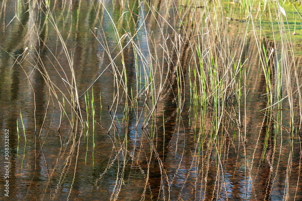Reed along canal Middachten castle in The Netherlands Reed along canal Middachten castle in The Netherlands