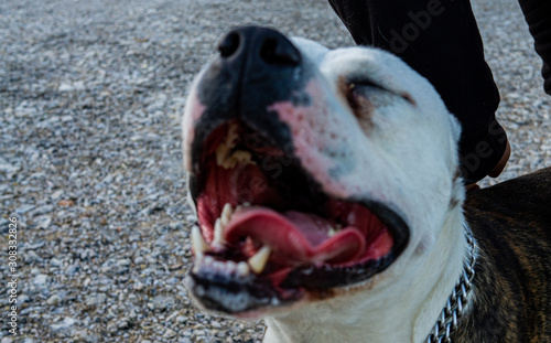 Perro peligroso con la boca abierta © Miquel