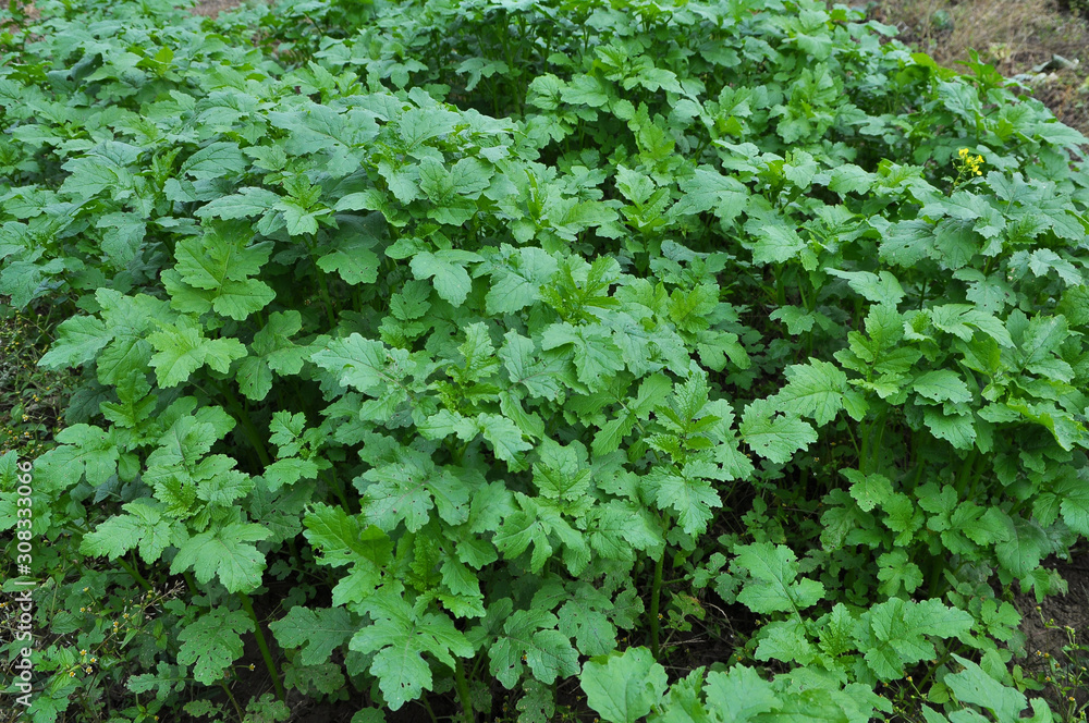 Mustard sprouts grown for organic fertilizer Mustard sprouts grown for organic fertilizer