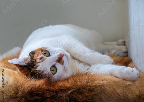 Domestic tricolor cat resting, lying on a soft Mat. cute and beautiful pets © Vera
