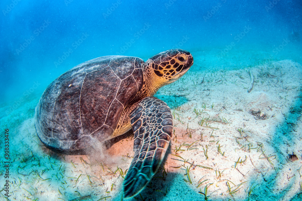 Obraz premium Turtle at Kas, Turkey