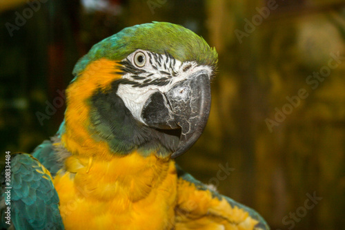 Colorful parrot close up.