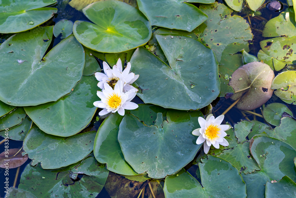 nenuphar lotus blooming water lily on the water surface nenuphar lotus blooming water lily on the water surface