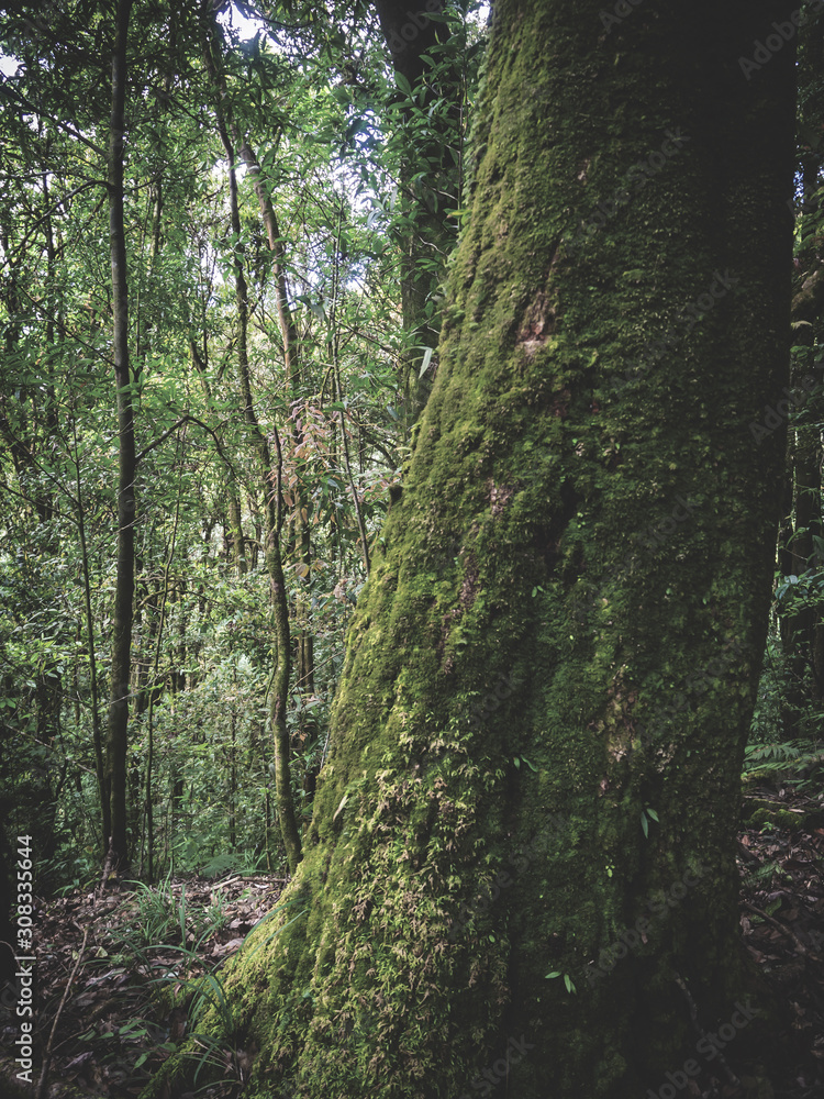 Rainforest in Doi Inthanon National Park , Thailand