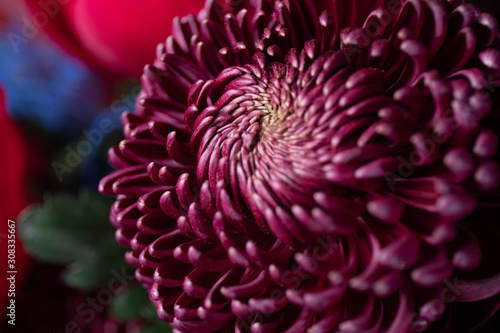 Close-up photo of a Chrysanthemum flower. Flower delivery. Flowers