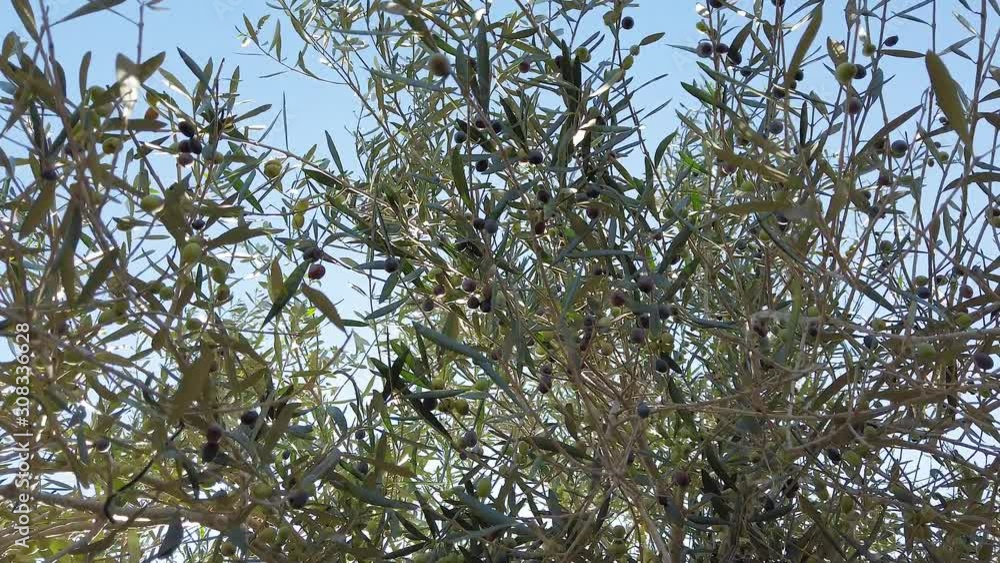 Movement and Sun lighting flare on Olive Branch Tree. Young olives ripen on an olive tree. Movement and Sun lighting flare on Olive Branch Tree. Young olives ripen on an olive tree.