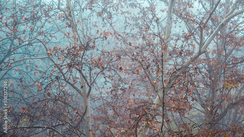 Maple treetop with dry leaves in foggy winter morning