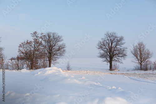 Winter landscape. Field covered with snow and bald trees.