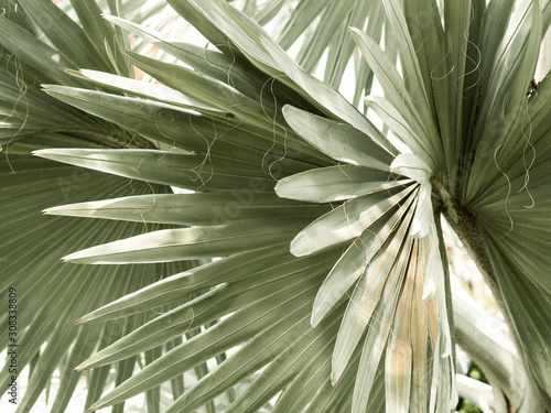 Arty closeup picture of palm leaves, abstract pattern, nature background, retro toned poster