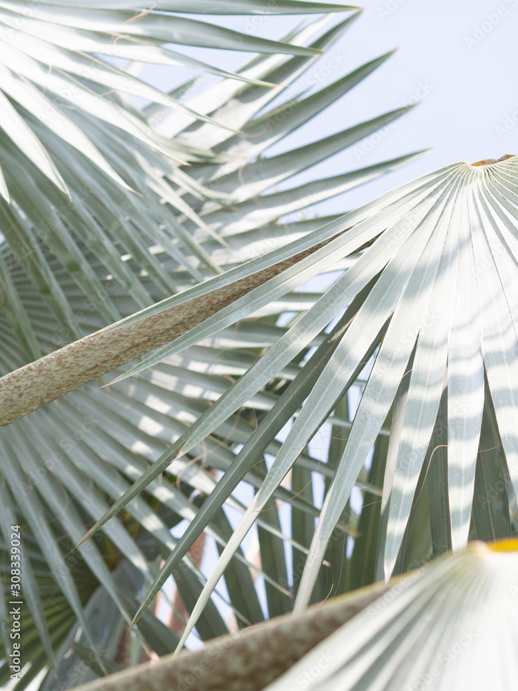Obraz premium Arty closeup picture of palm leaves, abstract pattern, nature background, retro toned poster