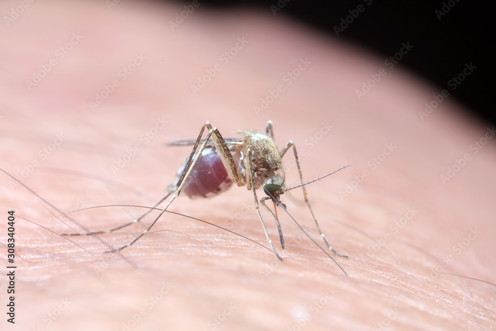 Aedes albopictus sucking blood Aedes albopictus sucking blood