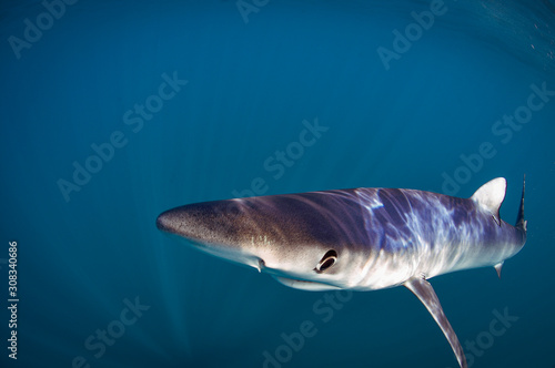 Blue sharks are light-bodied with long pectoral fins. Like many other sharks, blue sharks are countershaded photo