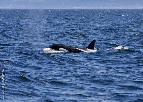 Killer Whale (Orca) off the coast of Victoria, British Columbia, Canada,