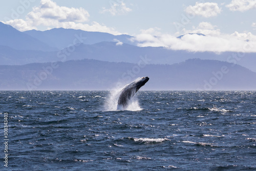 Humpback whale breaching off the coast of Victoria British Columbia, Canada. Beautiful mountains in the background 