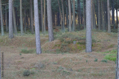 Pines growing on Heathland adjacent to the beach, Tentsmuir Forest, Fife, Scotland © Trevor Smith