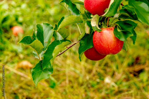 Obraz na plátně Apple Orchard