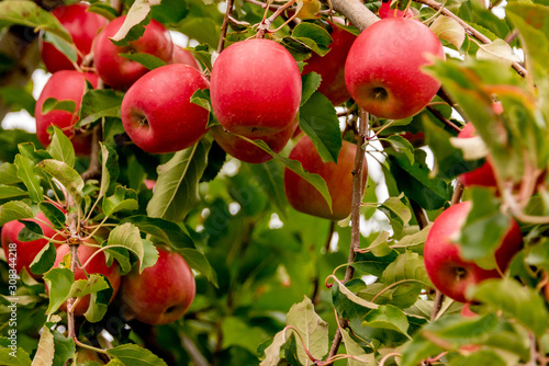 Принти на полотні Apple Orchard