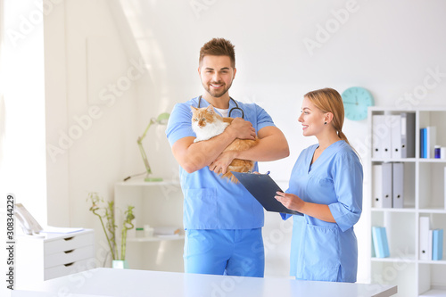 Veterinarians with cute cat...