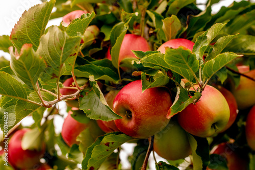 Apple Orchard