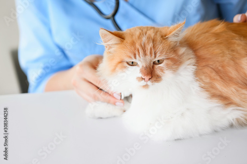 Female veterinarian examining cute cat in clinic, closeup © Pixel-Shot