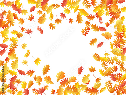 Wallpaper Mural Oak, maple, wild ash rowan leaves vector, autumn foliage on white background. Torontodigital.ca