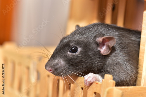 Black rat looks out of the house