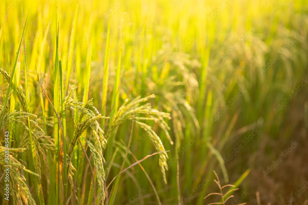 Rice in field conversion test at North Thailand,rice yellow color Rice in field conversion test at North Thailand,rice yellow color