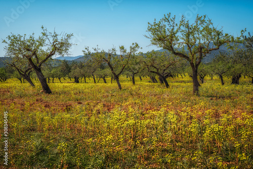 Olivenhain auf Mallorca im Frühling