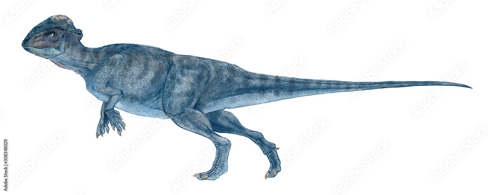 ステゴケラス 白亜紀後期の小型の恐竜 堅頭類でドーム状の厚い頭骨を持つパキケファロサウルスの仲間 全長は2 3メートルと小型で鼻面が小さく 前足 は小さく 完全な二足歩行 尾は太く その後ろ半分は硬直しており 曲がらない 尾の付け根の骨には空洞があるが